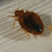 Bed bug guru profile image