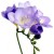 Freesias have a delightful scent and are easy to arrange.You'll find them in shades from white through lilac to deep purple, they add the dimension of fragrance, something which will enhance your memories. Freesias have a delightful scent and are easy to arrange.You'll find them in shades from white through lilac to deep purple, they add the dimension of fragrance, something which will enhance your memories.