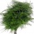 This is a very delicate, textured fern, called plumosa by some, asparagus fern by others. Its adds a delightful airy almost ethereal feel to any wedding bouquet. This is a very delicate, textured fern, called plumosa by some, asparagus fern by others. Its adds a delightful airy almost ethereal feel to any wedding bouquet.