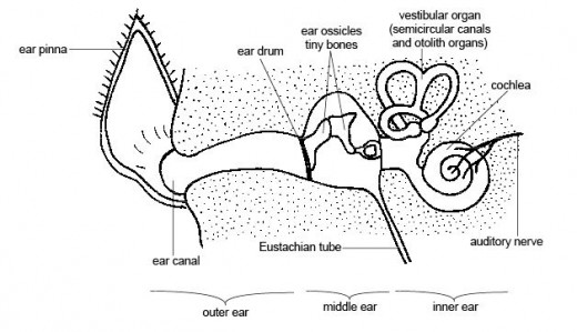 Basset Hound Ear Cleaning