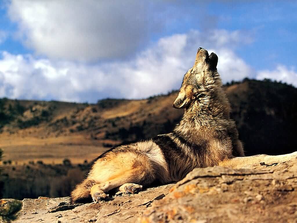 Werewolf Facts HubPages