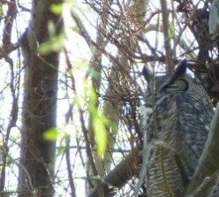 My Pal The Great Horned Owl