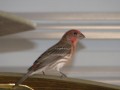 How to Stop a Bird from Biting