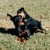 Miniature pinscher mother and pup playing Miniature pinscher mother and pup playing