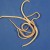 Tapeworm Tapeworm