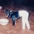 Pinscher puppy with broken legs and splints Pinscher puppy with broken legs and splints