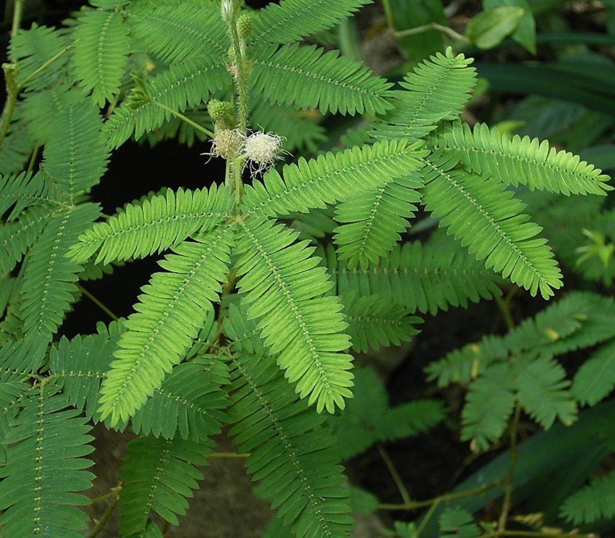 The Touch-Sensitive Plants Known as Mimosa Pudica or Touch ...
