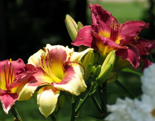 Daylilies are hardy and extremely low maintenance. Huge flowers in several varieties.