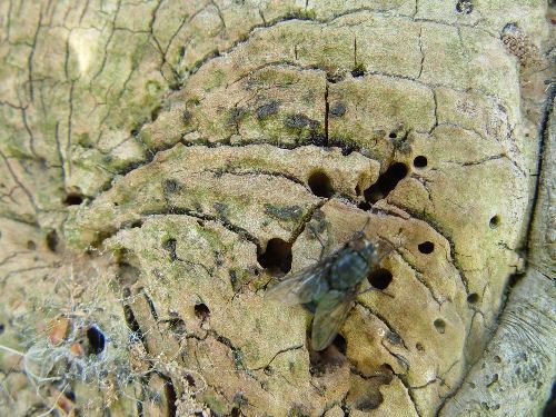Tree stumps for insects