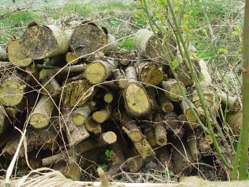 Stacks of wood for mice and other creatures