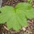 Hogweed Stage 2 Hogweed Stage 2