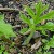 Hogweed Stage 3 Hogweed Stage 3