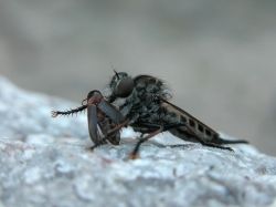Robber fly feeding