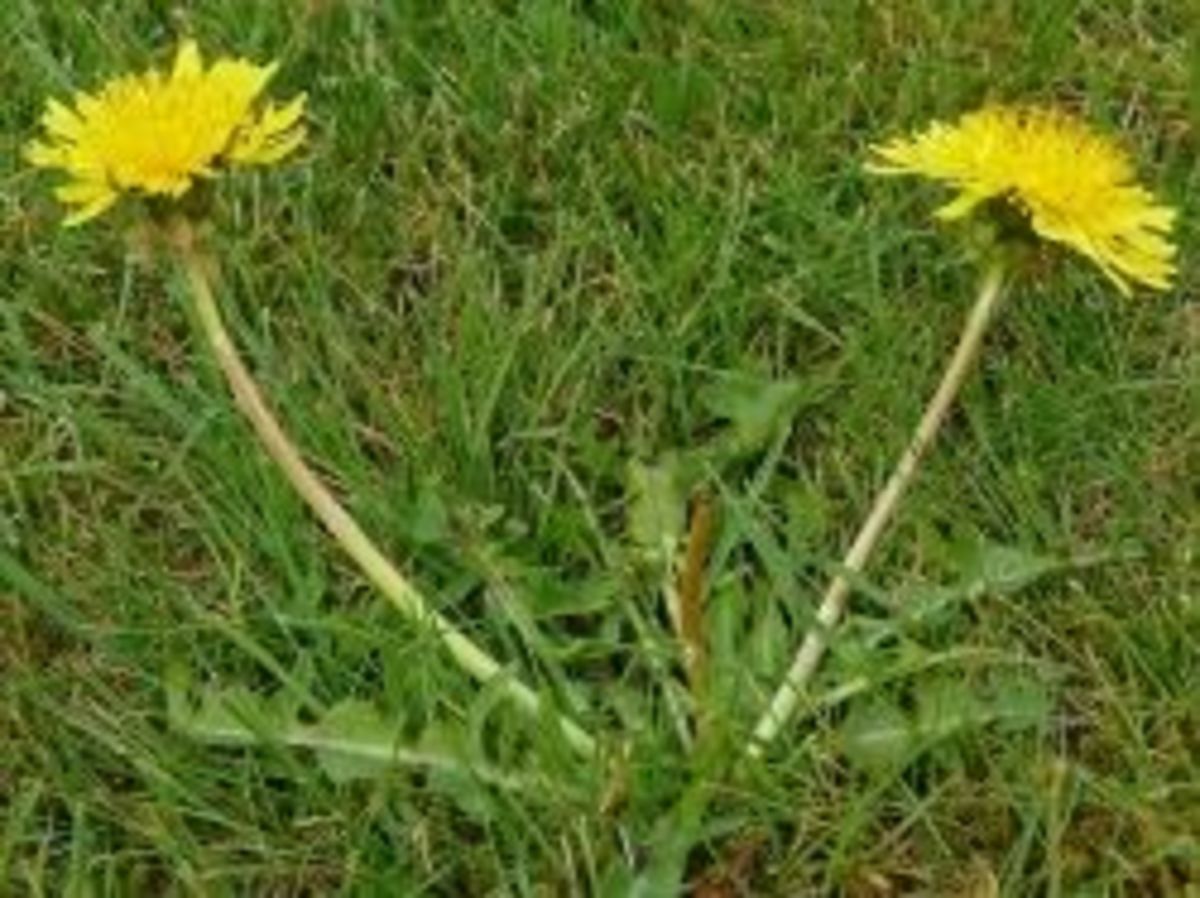 One flower per stem.  That's dandelion for you.