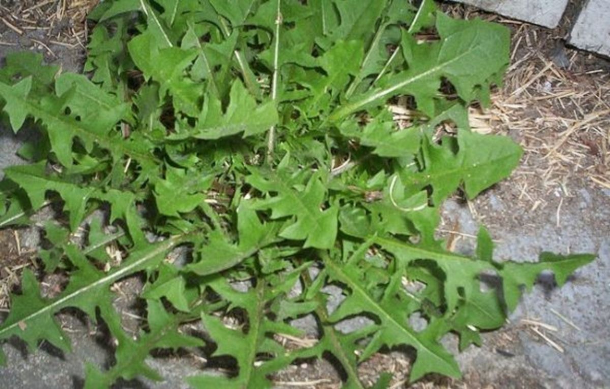 Older dandelion leaves in the same rosette pattern.