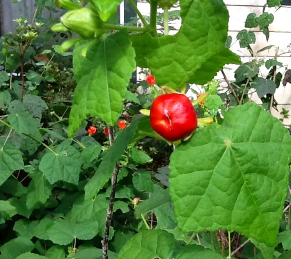 The fleshy fruit of Turk's cap is eaten by songbirds while the flowers are a favorite of hummingbirds.