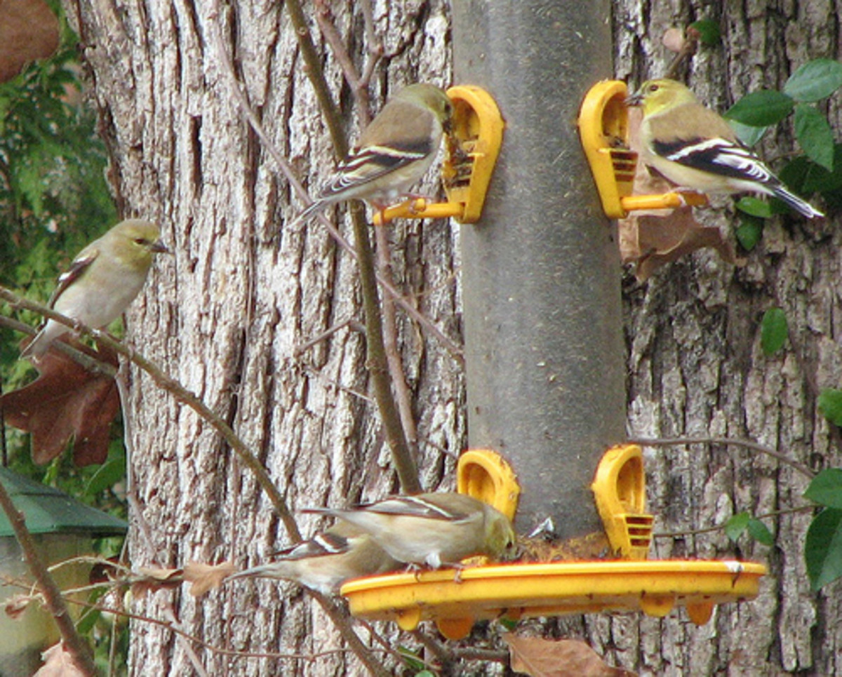 Goldfinches flock to thistle and sunflower seed feeders.