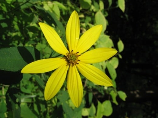 A late summer wildflower.