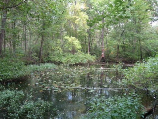 Another area within the marsh.