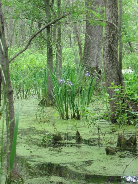 Swampy areas along trail 2