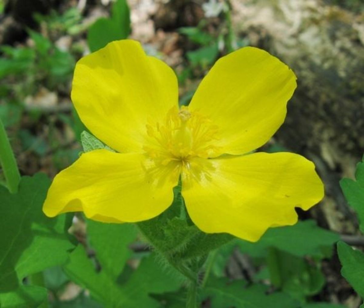 An April Wildflower