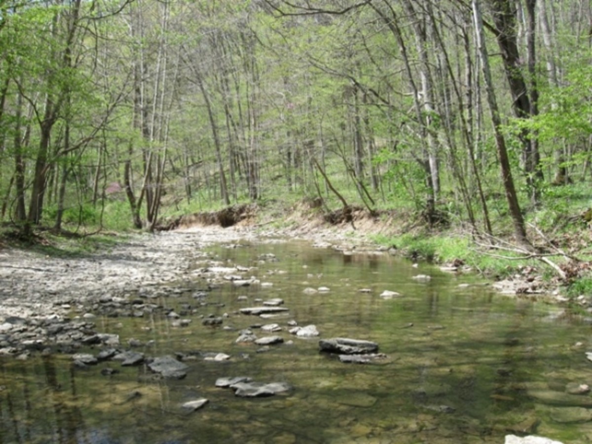 A portion of Fallen Timber Creek along Trail 3.