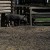 Meet Porkchop Meet Porkchop