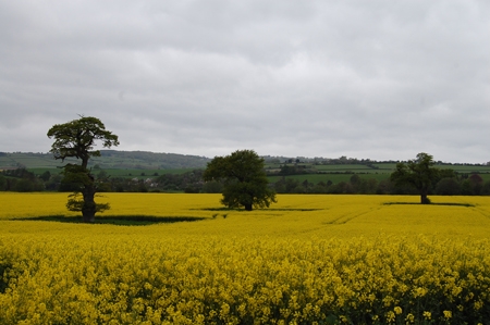 Spotted this field on the way to Symonds Yat and got lucky with the rape seed flowers