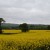 Spotted this field on the way to Symonds Yat and got lucky with the rape seed flowers Spotted this field on the way to Symonds Yat and got lucky with the rape seed flowers