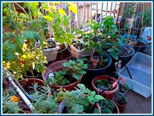 The garden from left to right. Updated May 22, 2013. Plants 10 weeks into growth from transplanting.
