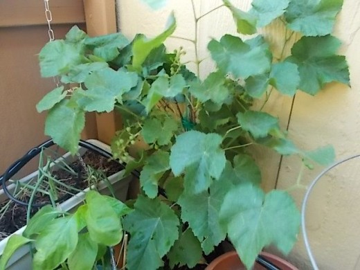 Red Grape Vine. Like I said, I am looking for some long lasting plants. Another experiment. If these don't look like they are going to make it I will cart them to my mom's yard and plant them there....