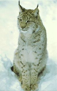 Lynx pardina