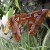 Butterfly at Papillons Butterfly Farm, Noirmoutier, France Butterfly at Papillons Butterfly Farm, Noirmoutier, France