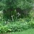 One of my beloved hosta beds. Hostas are perennial so they are also "work once, enjoy many." This one's growing under a crabapple tree. One of my beloved hosta beds. Hostas are perennial so they are also "work once, enjoy many." This one's growing under a crabapple tree.