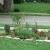 At my old home, a brand new bed by the driveway done in lasagna method with all perennials. At my old home, a brand new bed by the driveway done in lasagna method with all perennials.
