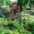 My favorite garden at my old home. We took out a Cottonwood that blew over in a storm. I planted a Cisterna Plum tree, several tea roses, tons of spring bulbs, Iris, Baby's Breath and lots of other perennials. It was my pride and joy. My favorite garden at my old home. We took out a Cottonwood that blew over in a storm. I planted a Cisterna Plum tree, several tea roses, tons of spring bulbs, Iris, Baby's Breath and lots of other perennials. It was my pride and joy.