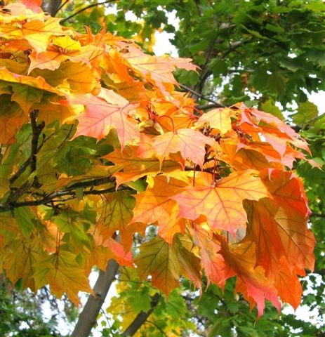 An autumn cluster in Kaloya Park