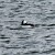 Male Bufflehead Male Bufflehead