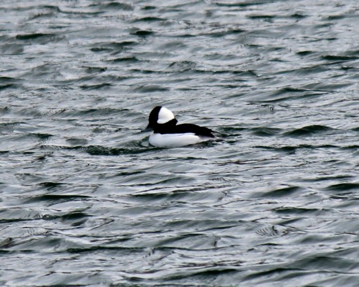 Male Bufflehead