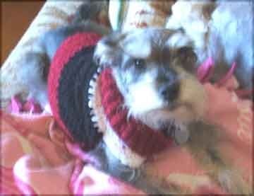 Harry Schnauzer in his custom made doggie sweater - he loved that sweater!