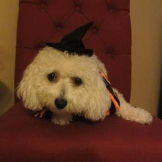 Lilly is sporting a Witch hat with a Halloween ruffled collar to match.
