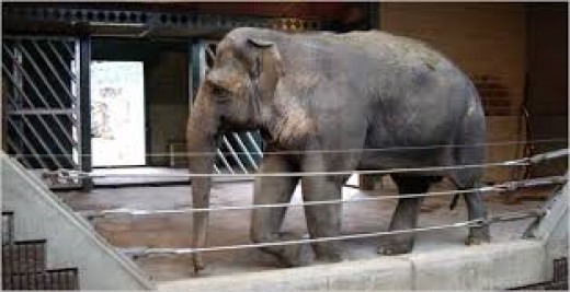 Free Elephants From Zoos hubpages