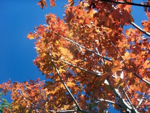 Flagstaff Arizona Fall Colors
