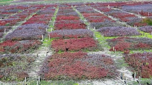 Young cranberries