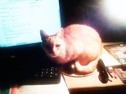 Cat with mouse