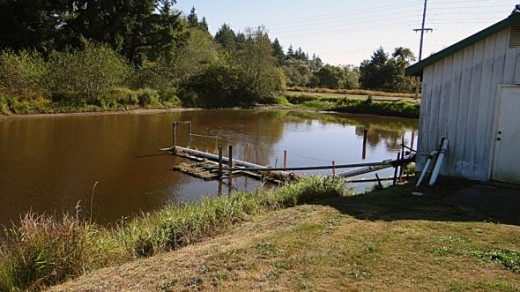 Irrigation Pond