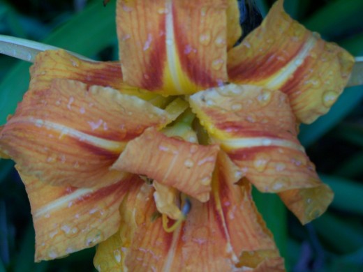 Anything beautiful she would appreciate, like this flower I spotted on a walk,. 