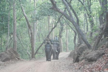 Safari Elephants  at Kanha