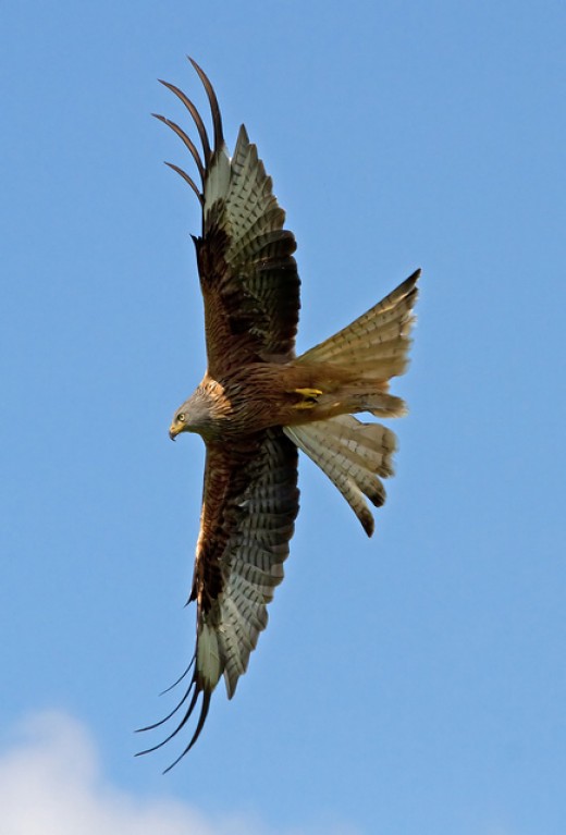 red kite bird in flight