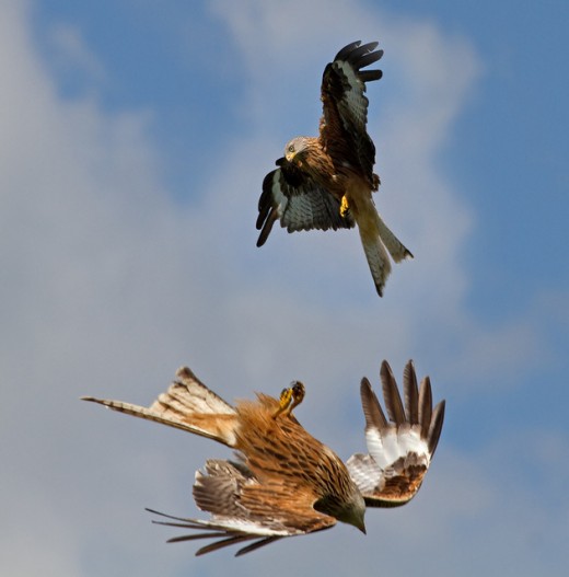 Red Kites at Rhayader feeding centre